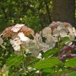 Hydrangea macrophylla 'Veitchii' – fotografia rastliny