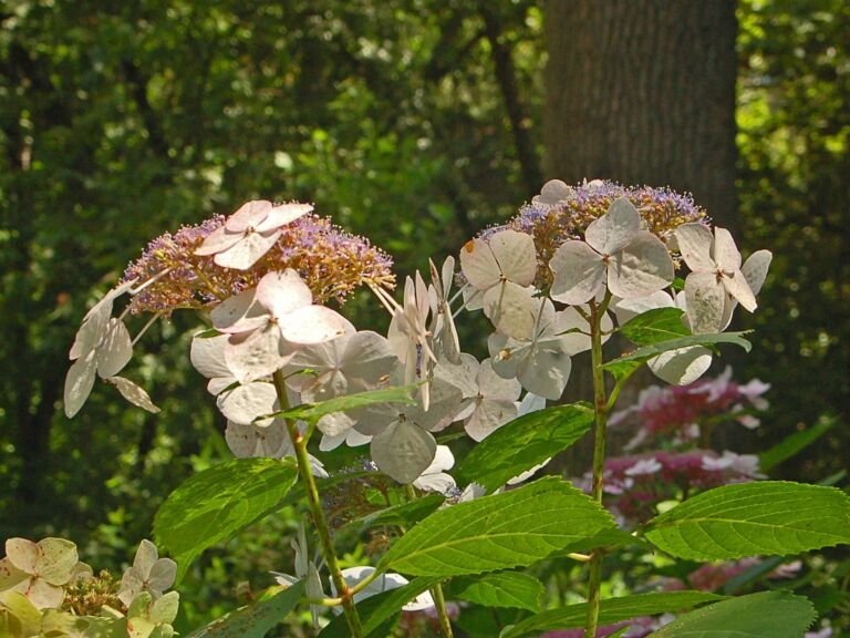 Hydrangea macrophylla 'Veitchii' – fotografia rastliny