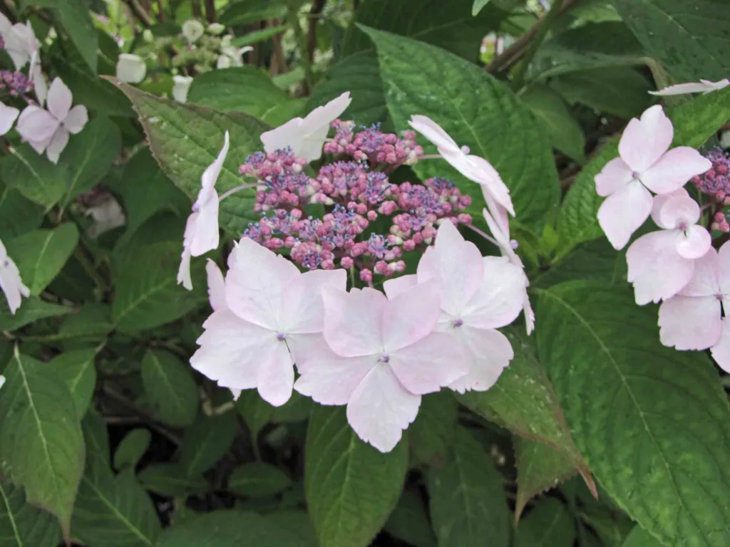 Hydrangea macrophylla 'Veitchii' – typický vzhľad, fotografia rastliny