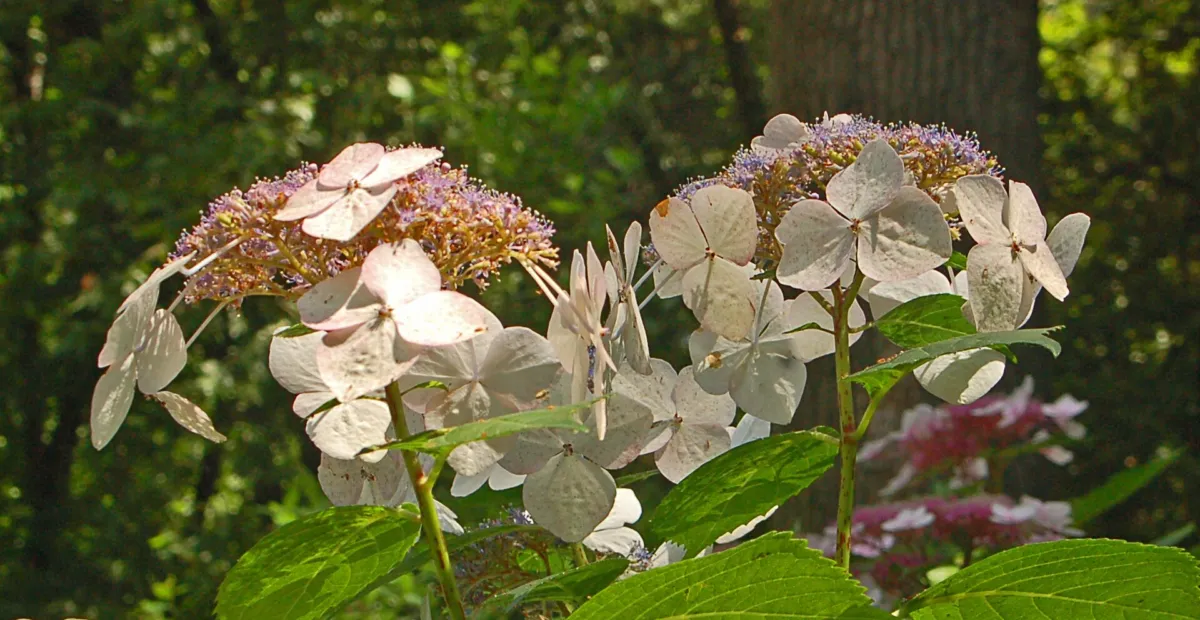 Hydrangea macrophylla 'Veitchii' – plant photo