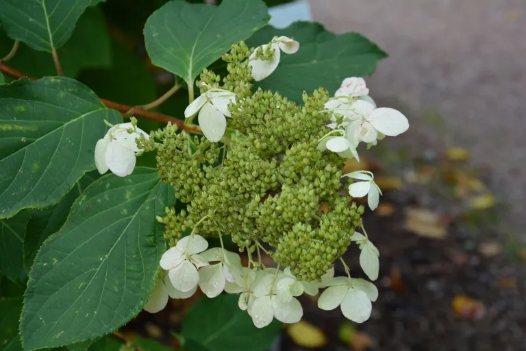 Panicle Hydrangea (Hydrangea paniculata) – in a garden setting, plant photo