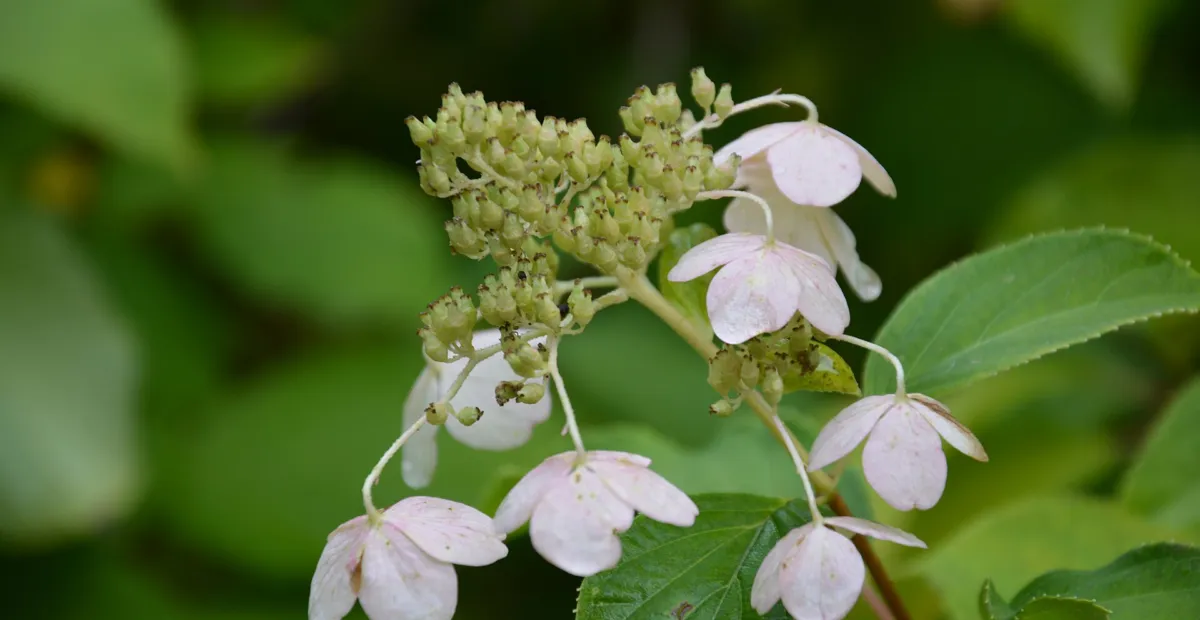 Panicle Hydrangea (Hydrangea paniculata) – plant photo