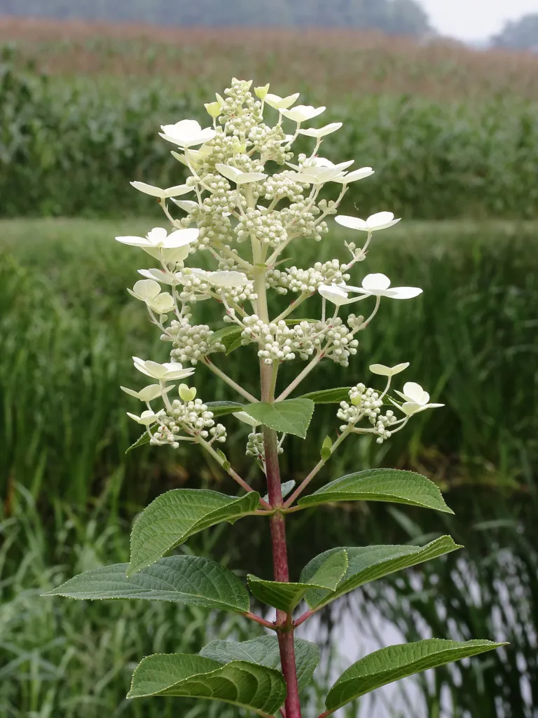 Hortenzia metlinatá (Hydrangea paniculata) – v záhrade, fotografia rastliny