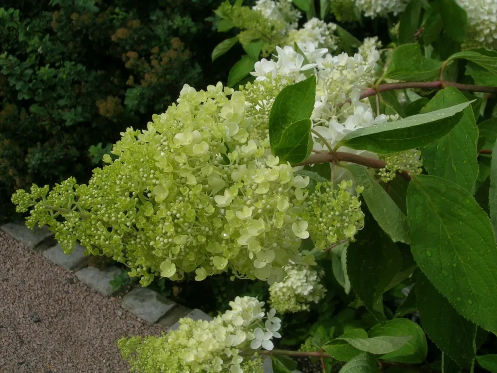 Hortenzia metlinatá (Hydrangea paniculata) – v záhrade, fotografia rastliny
