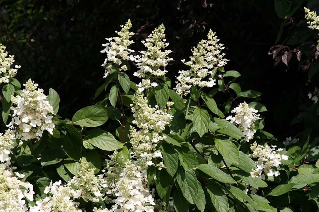 Hortenzia metlinatá (Hydrangea paniculata) – typický vzhľad, fotografia rastliny
