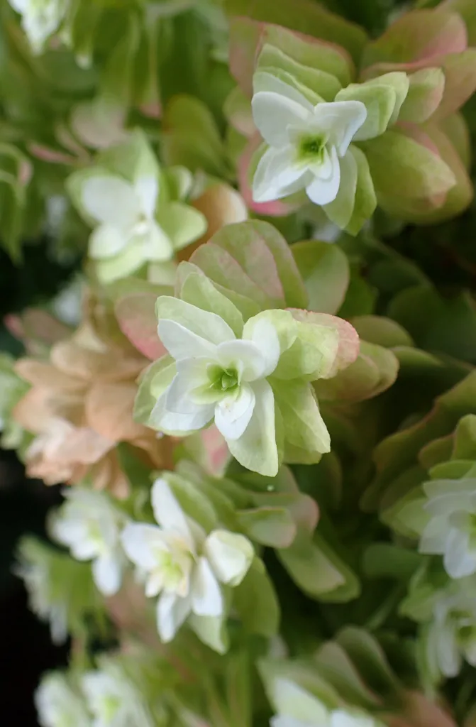 dubolistá hortenzia (Hydrangea quercifolia) – v záhrade, fotografia rastliny