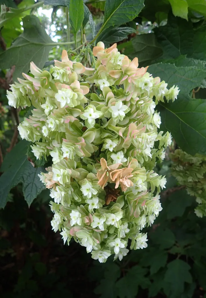 dubolistá hortenzia (Hydrangea quercifolia) – v záhrade, fotografia rastliny