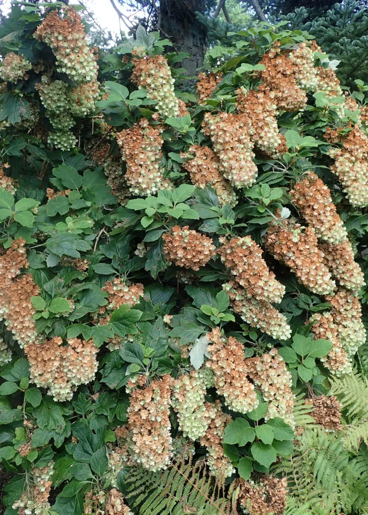 dubolistá hortenzia (Hydrangea quercifolia) – v záhrade, fotografia rastliny