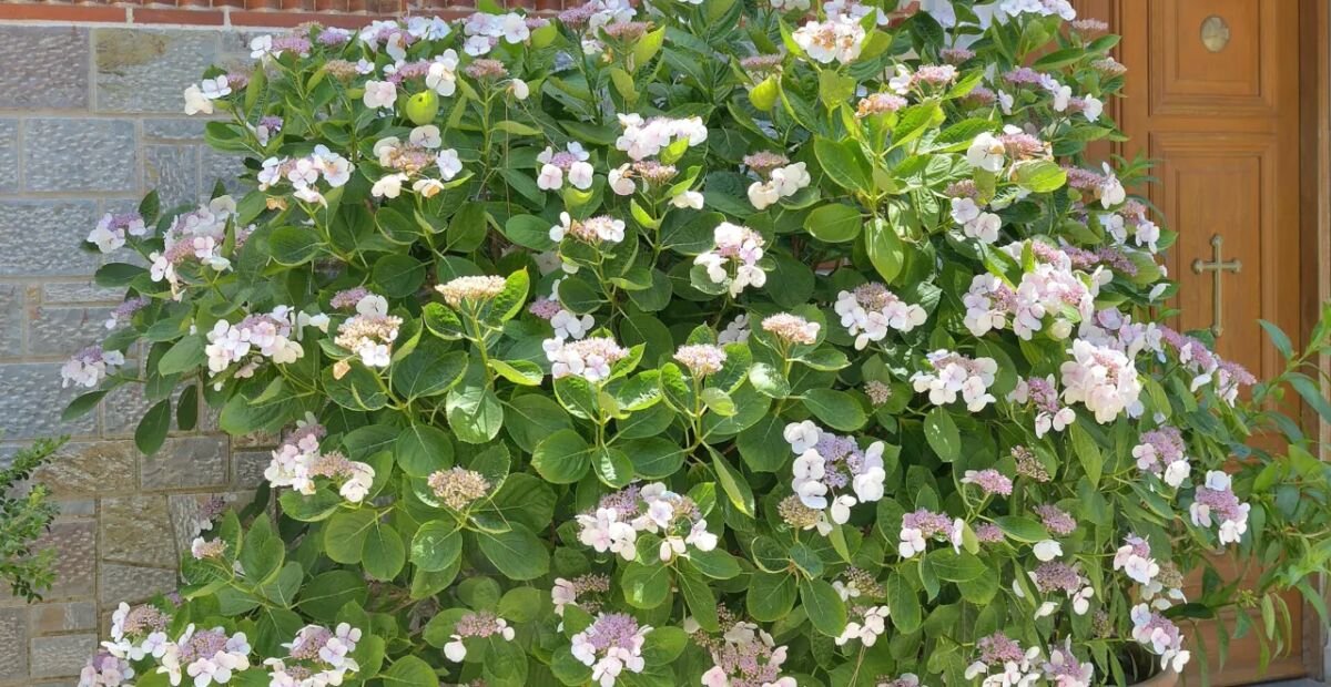 Hydrangea serrata – fotografia rastliny