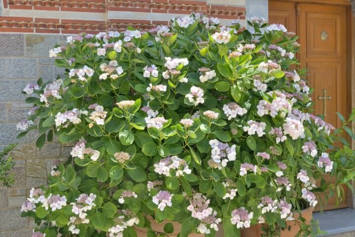 Hydrangea serrata