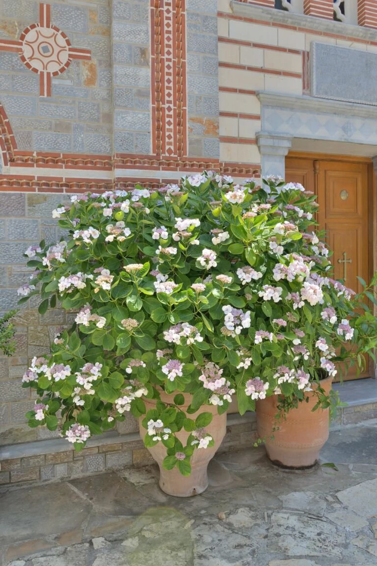 Hydrangea serrata – fotografia rastliny