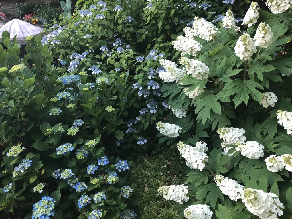 Hydrangea serrata – typický vzhľad, fotografia rastliny