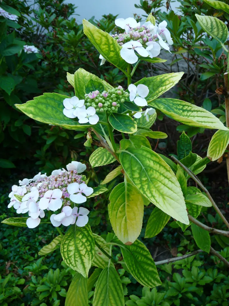 Hydrangea serrata – typický vzhľad, fotografia rastliny