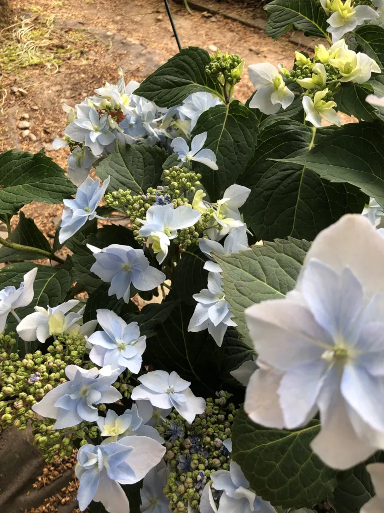 Hydrangea serrata – typický vzhľad, fotografia rastliny