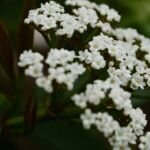 Immergrüner Kissen-Schneeball (Viburnum davidi) – Pflanzenfoto