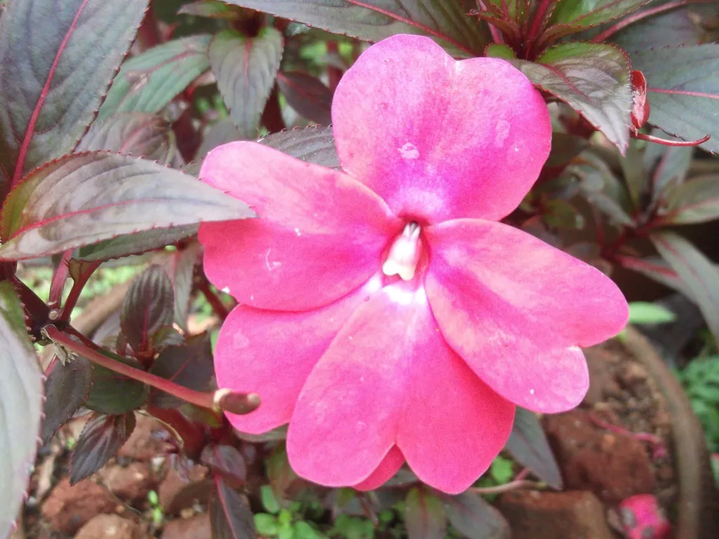 Niecierpek nowogwinejski (Impatiens hawkeri) – flowers in close-up, plant photo
