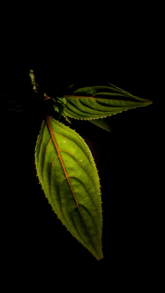 Niecierpek nowogwinejski (Impatiens hawkeri) – flowers in close-up, plant photo