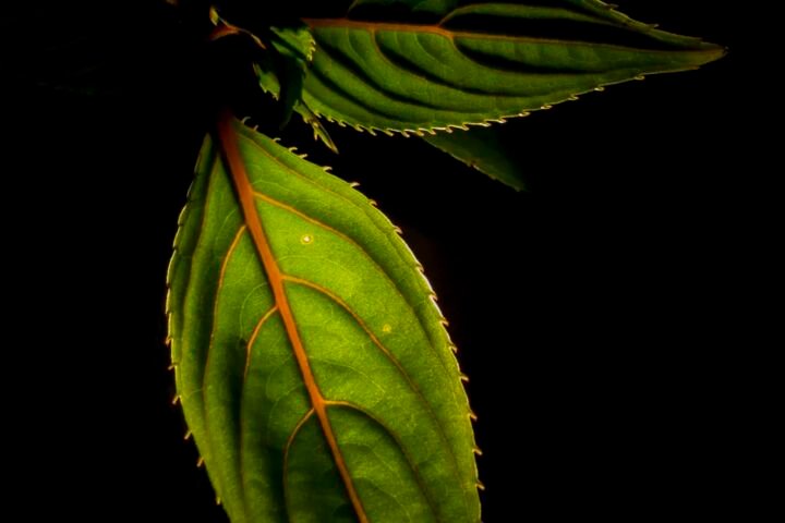 Impatiens 'New Guinea'
