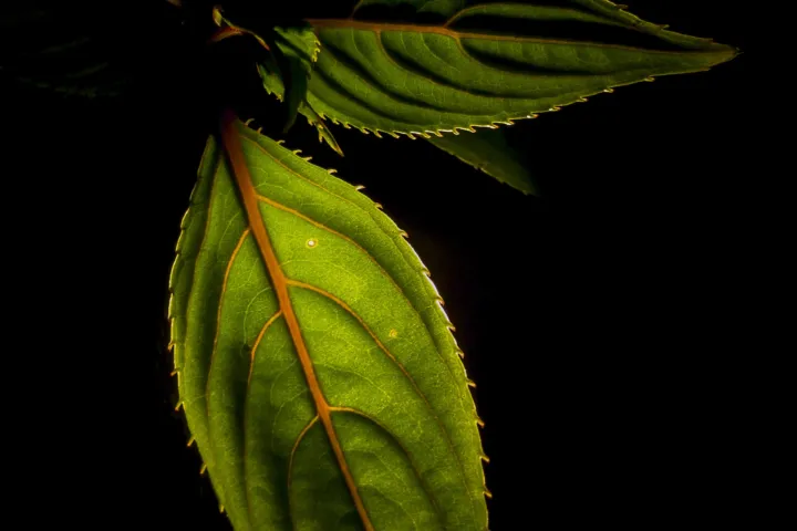Impatiens
