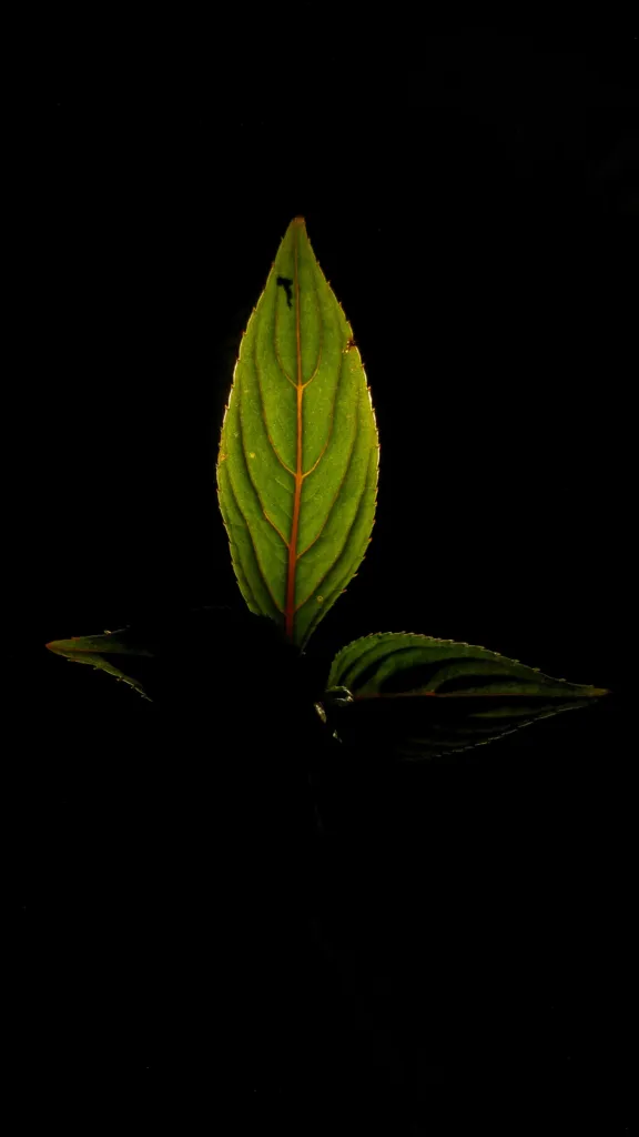 Impatiens 'New Guinea' – kvety zblízka, fotografia rastliny
