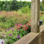 Impatiens sunpatiens 'Compact Red' – fotografia rastliny