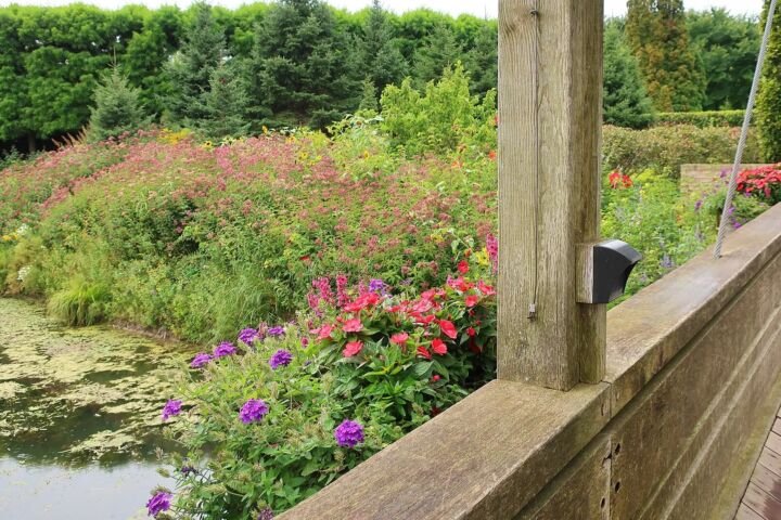 Impatiens sunpatiens 'Compact Red'