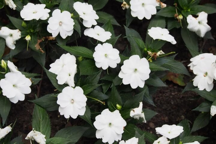 Impatiens sunpatiens 'Compact White'