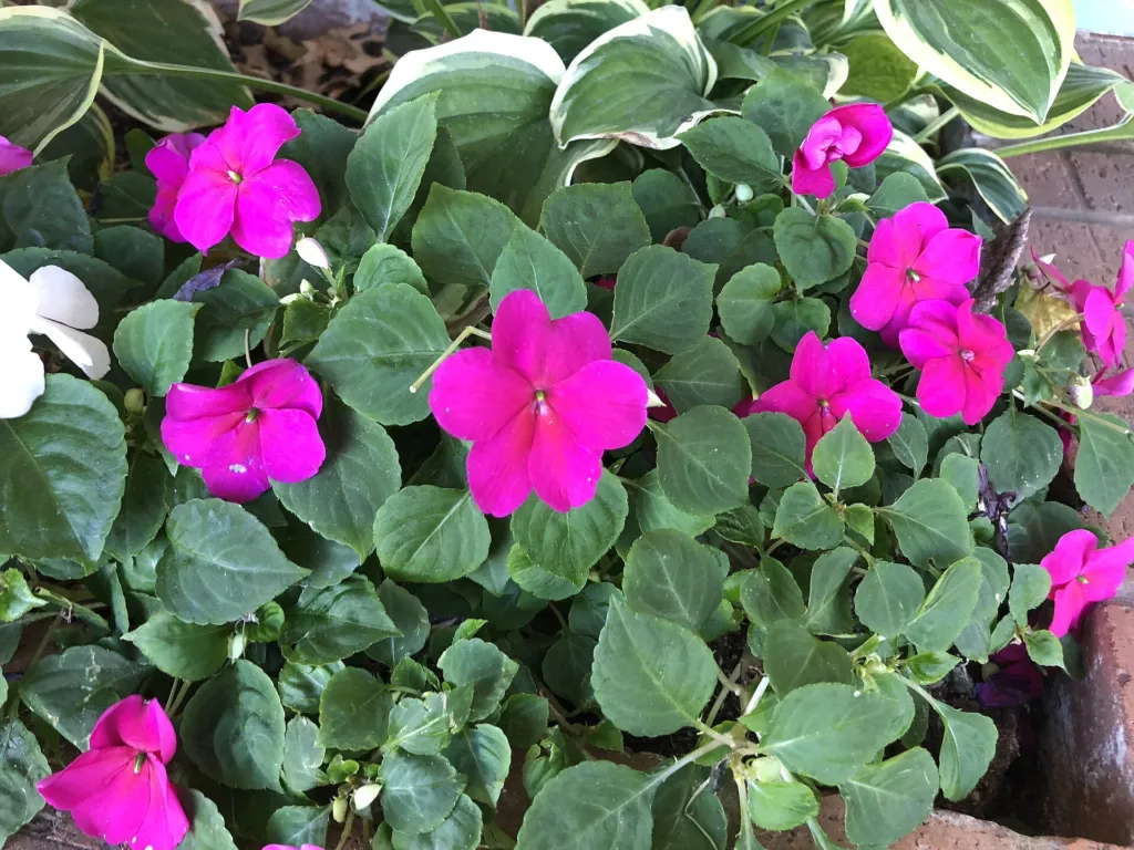 Netýkavka (Impatiens walleriana) – kvety zblízka, fotografia rastliny