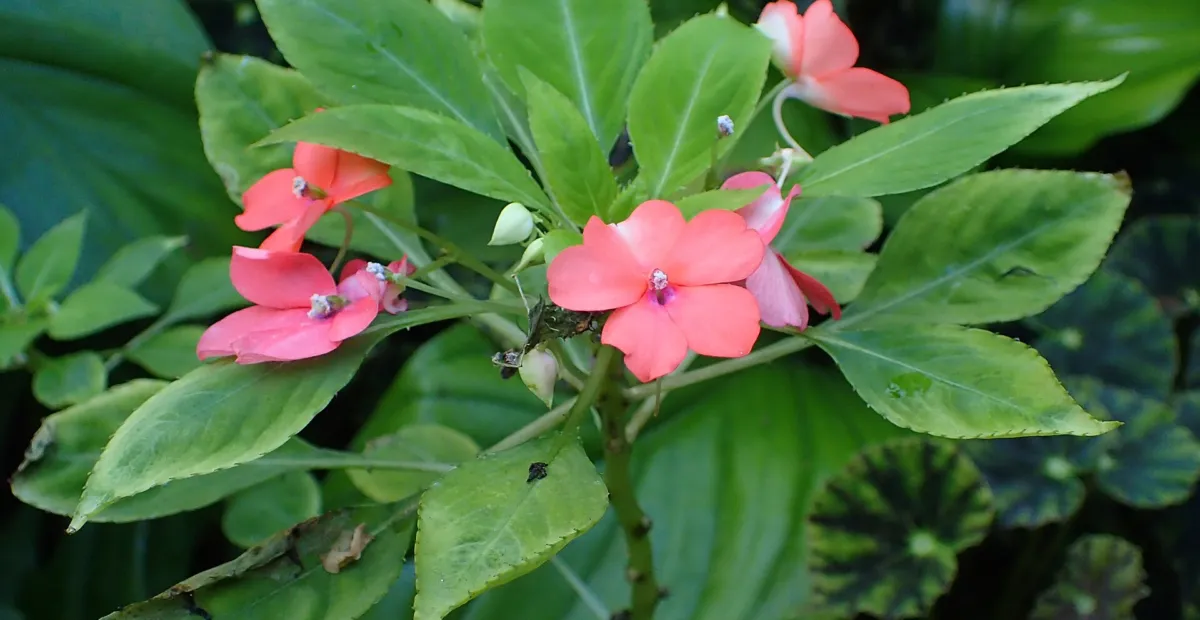 Busy Lizzie (Impatiens walleriana) – plant photo