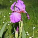 Iris 'Amethyst Flame' – fotografia rastliny