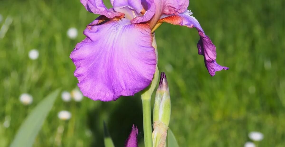 Iris 'Amethyst Flame' – Pflanzenfoto