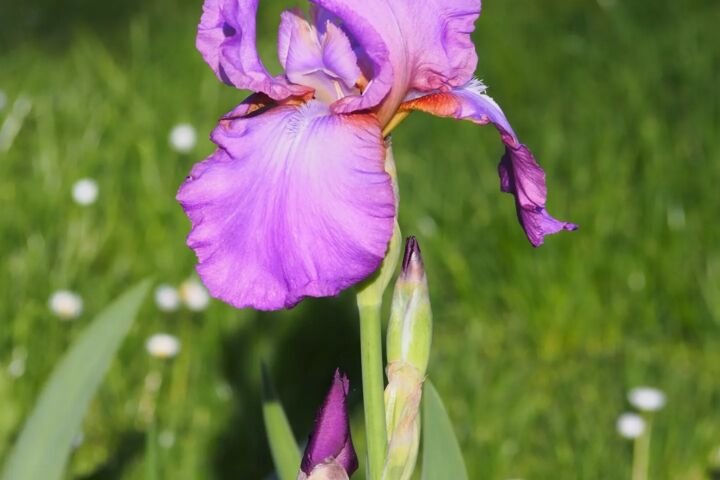 Iris 'Amethyst Flame'