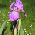 Iris ‘Amethyst Flame’ (Iris 'Amethyst Flame') – plant photo