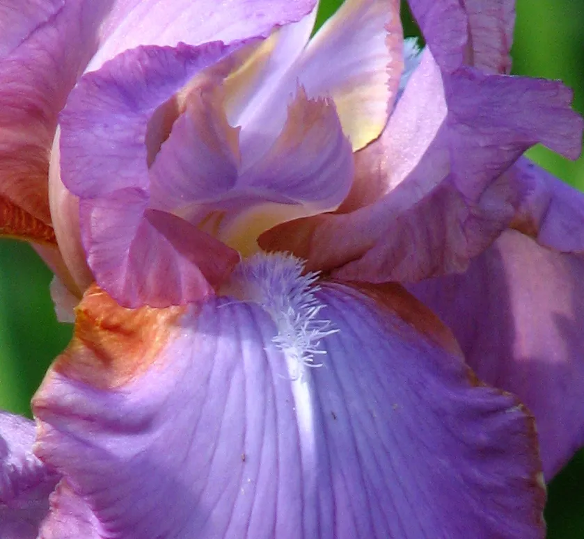 Iris 'Amethyst Flame' – v záhrade, fotografia rastliny