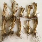 Iris 'Beverly Sills' – Pflanzenfoto