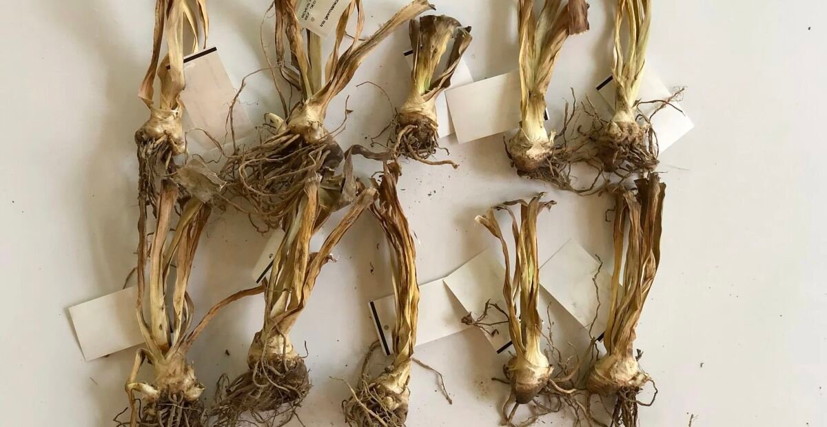 Iris 'Beverly Sills' – plant photo