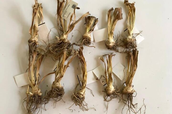 Iris 'Beverly Sills'
