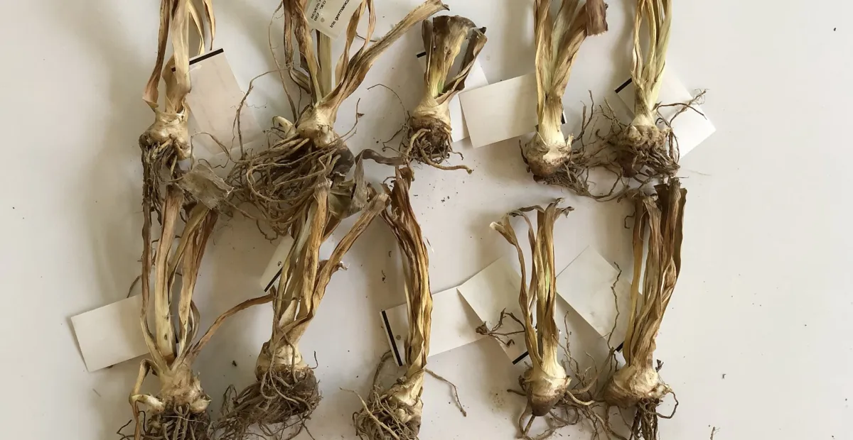 Iris 'Beverly Sills' – plant photo