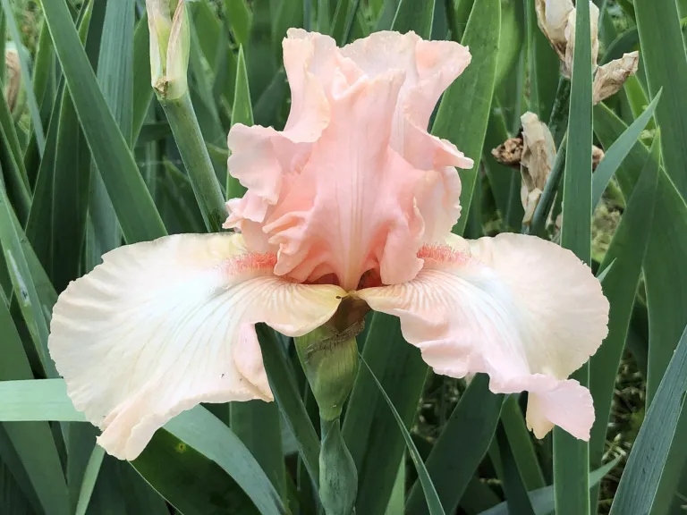 Iris ‘Beverly Sills’ (Iris 'Beverly Sills') – flowers in close-up, plant photo