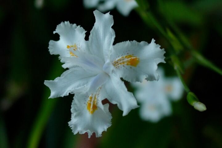 Iris confusa