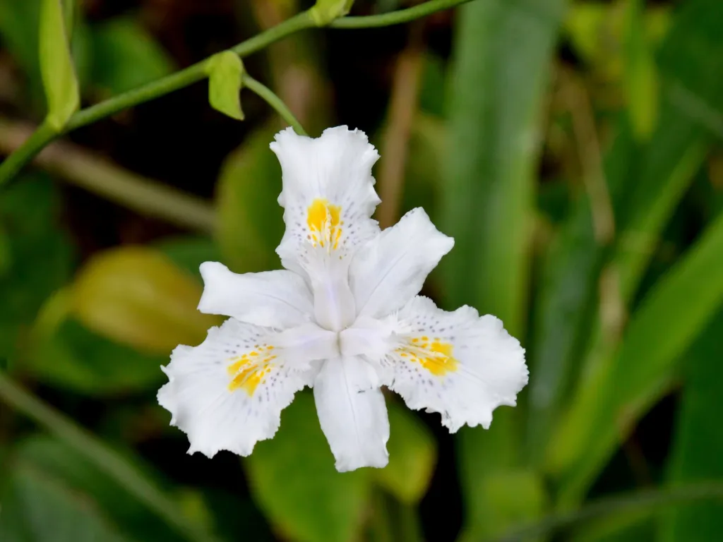Iris confusa – typisches Erscheinungsbild, Pflanzenfoto