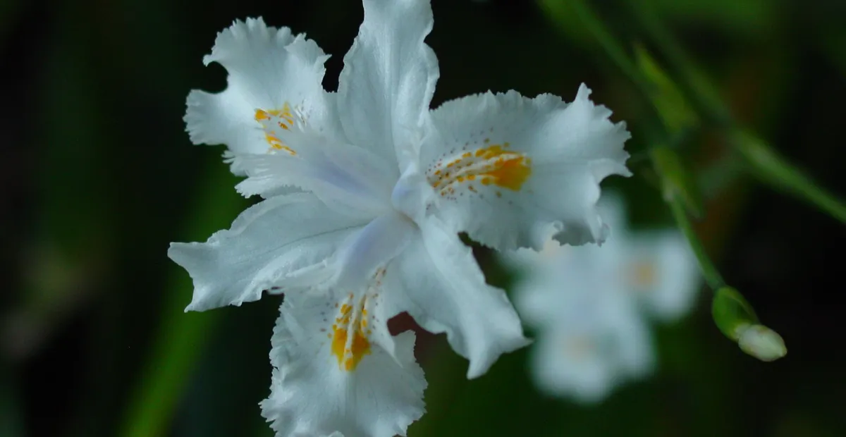 he bamboo iris (simplified Chinese: 扁竹兰 (Iris confusa) – plant photo