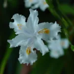 he bamboo iris (simplified Chinese: 扁竹兰 (Iris confusa) – plant photo