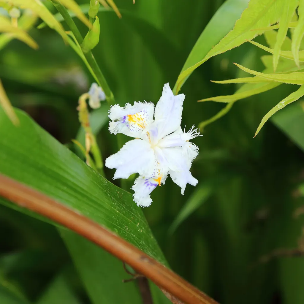 Iris confusa – typisches Erscheinungsbild, Pflanzenfoto
