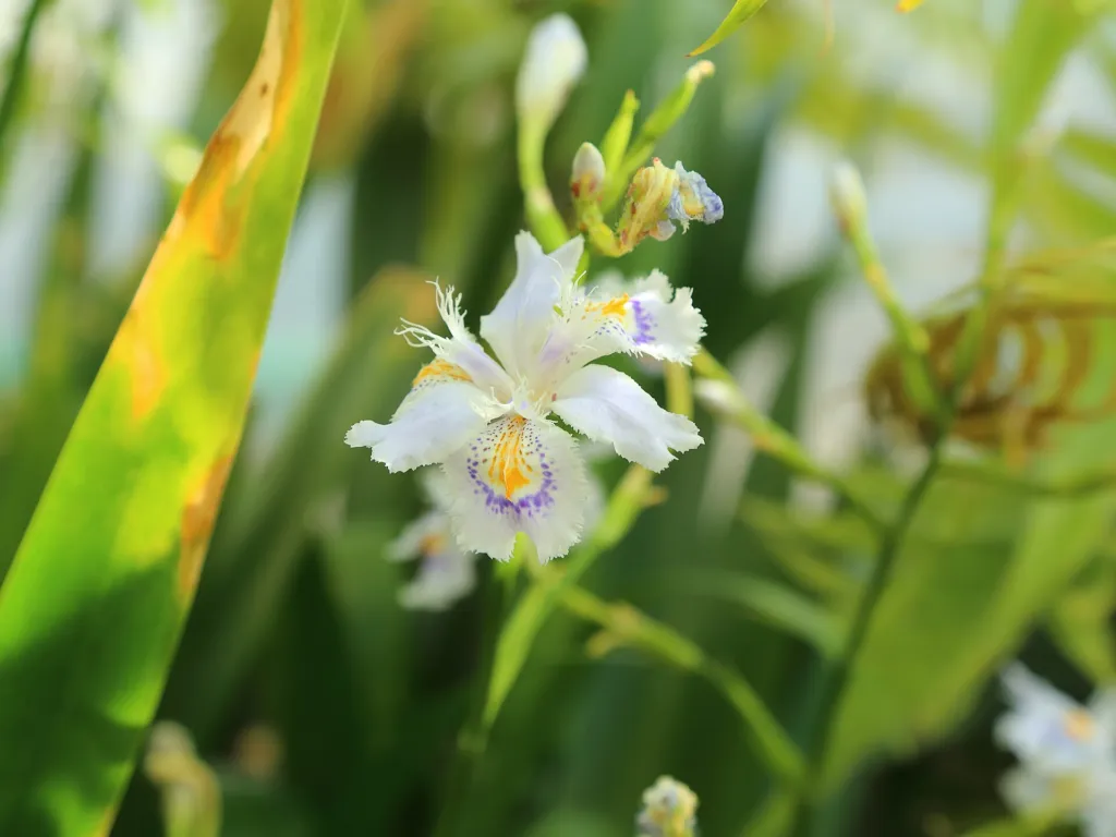 Iris confusa – typisches Erscheinungsbild, Pflanzenfoto