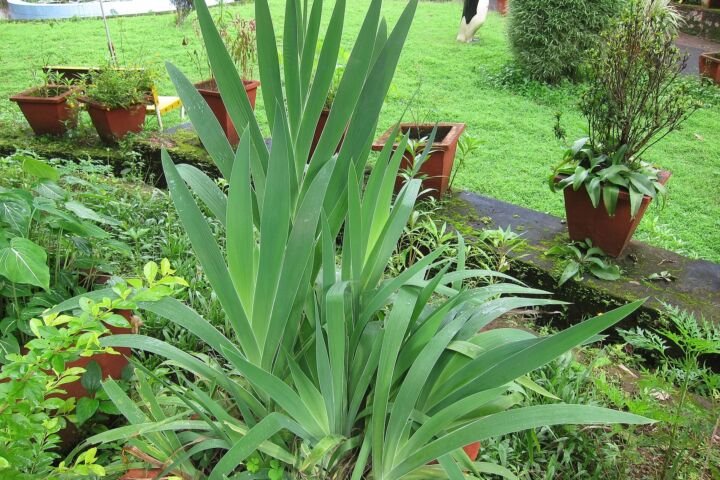 Iris domestica