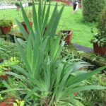 Blackberry Lily (Iris domestica) – plant photo