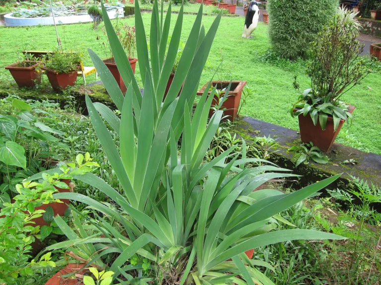 Blackberry Lily (Iris domestica) – plant photo