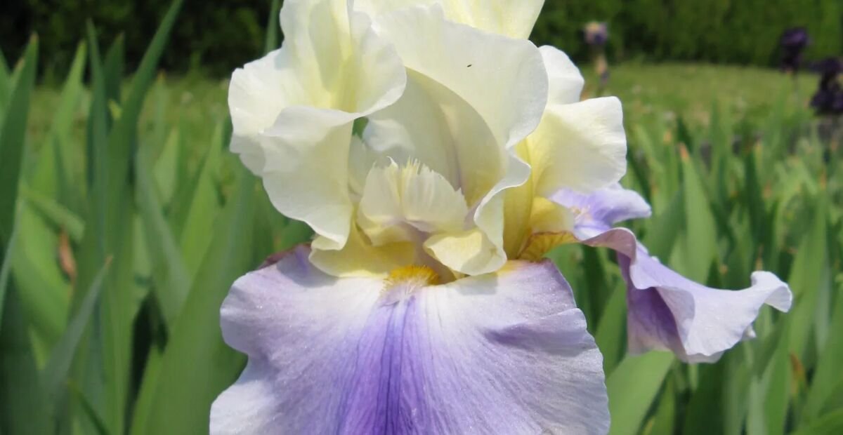 Iris 'Edith Wolford' – fotografia rastliny