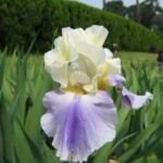 Iris 'Edith Wolford' – fotografia rastliny